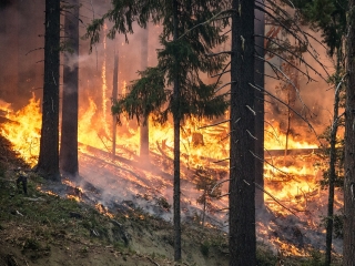 Bild eines Waldbrands
